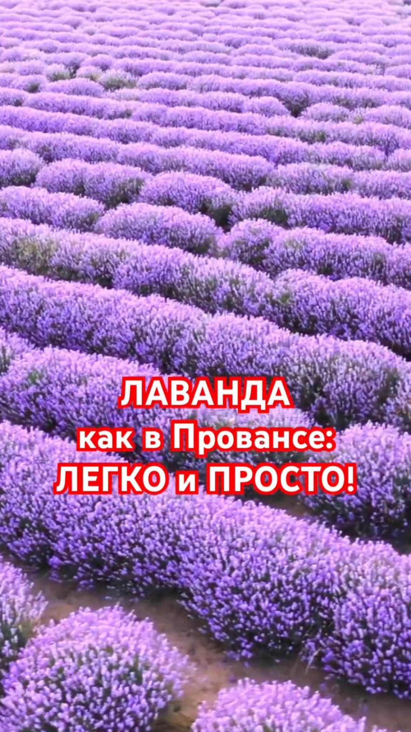 2 СЕКРЕТА французских садоводов для ИДЕАЛЬНОЙ ЛАВАНДЫ