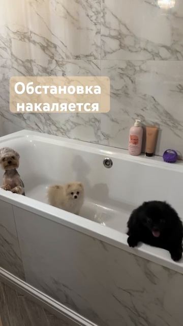 Групповое купание #шпицы#йорк