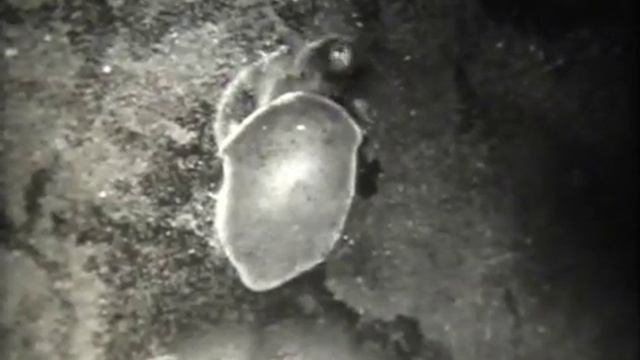 Киножурнал Хочу всё знать Выпуск №107 1976 г СССР
