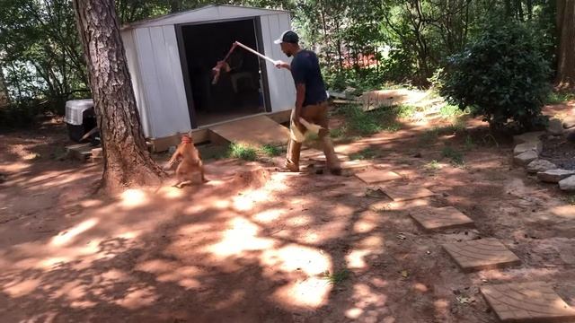 Minding my bulldog business #canineathletes #workingdogs #apbt #pitbulllife