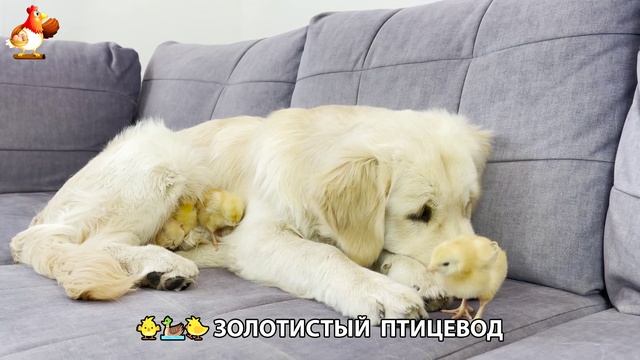 Щенок с цыплятами и утятами 🐤🦆🐶 Золотистый ретривер птицевод ❣️🥰😂 (27)