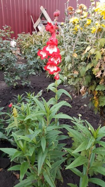 Пенстемон Шансон.