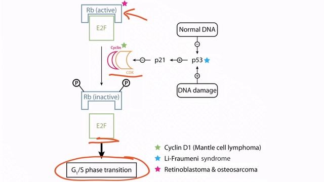 Section I - Cell Cycle