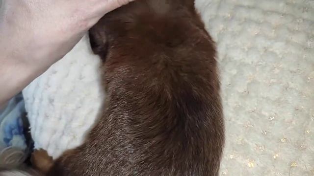 Энджи шерсть