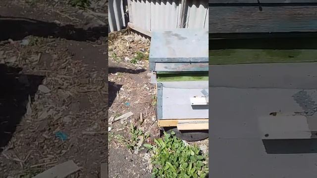 Пчёлы,работают.