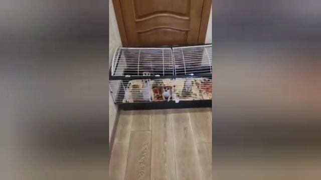 Когда ушел на пенсию но привычка осталась