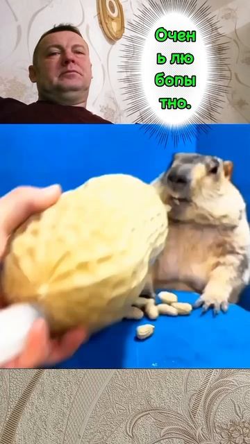 Смешные животные.