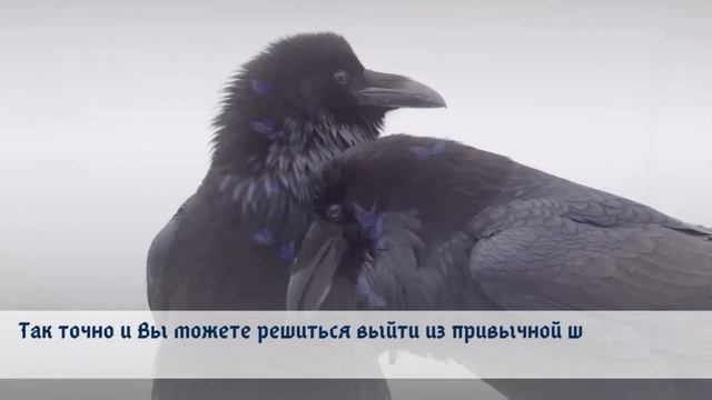 Найди в себе смелость!