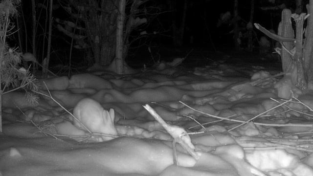 Заяй попал на фотоловушку
