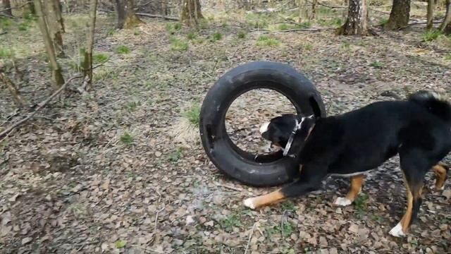 Брайт громогласный.