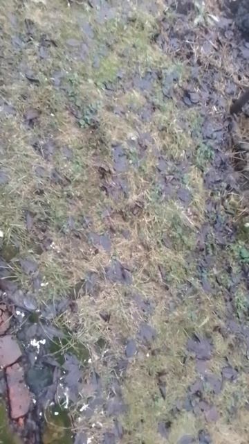 VID_20250129_093359.mp4