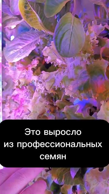 Клубника, огурцы, салаты круглый год. Что растет в АгроБашнях?