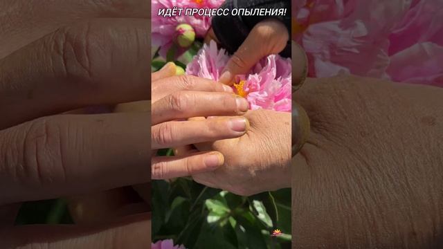 Процесс опыления пионов / Сад Ворошиловой