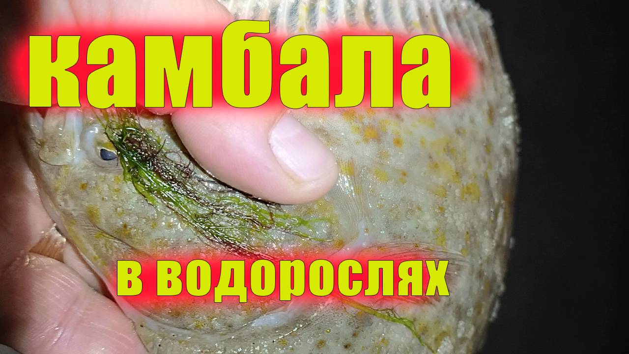Можно ли ловить на море кабалу в водорослях?