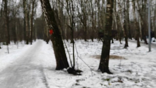 выпускаю шестую мышку. Если хотите увидеть снег в Москве, то приезжайте в заказник "Тёплый Стан".