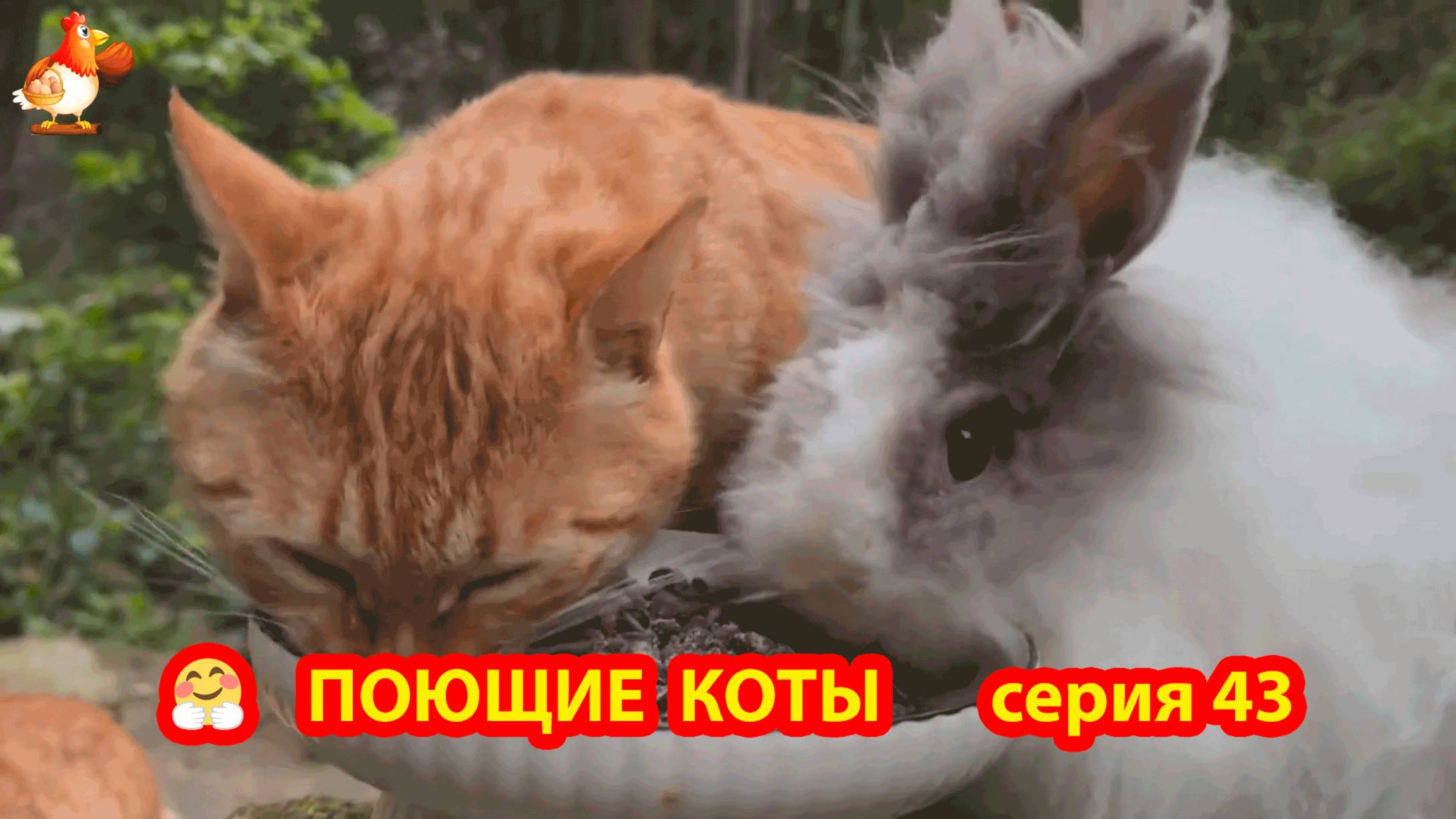 Крутые коты у птичьего двора серия 43 🐈🐈⬛😹 Природа Абхазии и подворье с птицами и животными ❣️