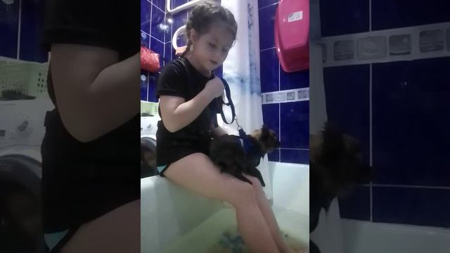 как научить собаку мыть лапы