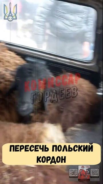Примерно таким образом хлопчики пытаются сбежать из концлагеря имени Зеленского😂