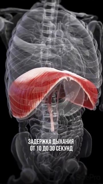 ТРЕНИРУЕМ ДЫХАНИЕ