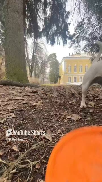 #izi#джекрасселтерьер#вечныйдвигатель