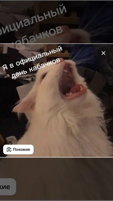 я в день кабачков в топ