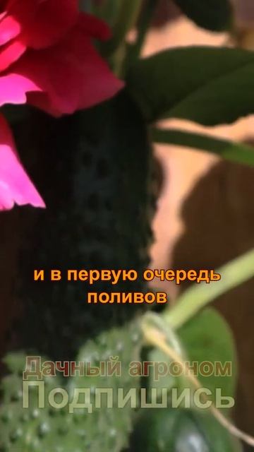 Огурцы СОХНУТ, что делать?