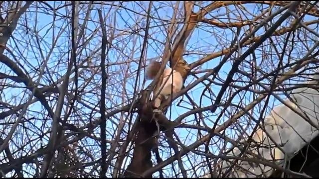 Как я помогал кошке спуститься с заброшенного дома