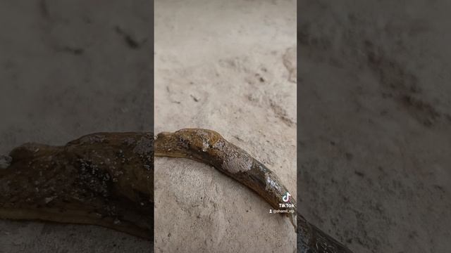 маленький поезд