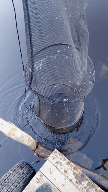 6 июля 2024, озеро Шушинское, улов