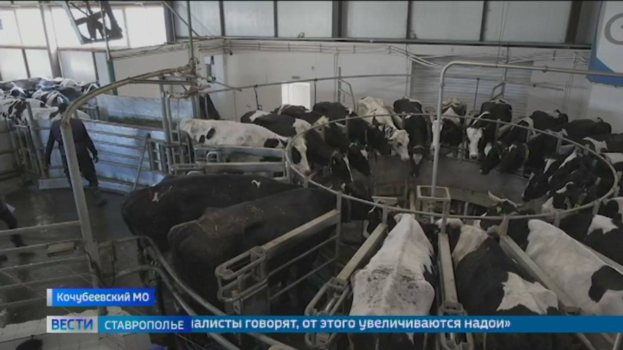 На Ставрополье увеличат объем производства молока