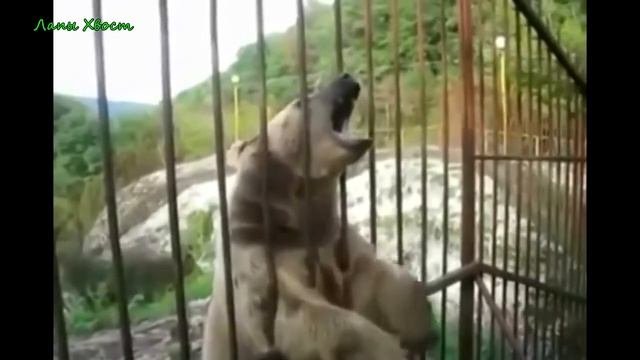 Юморина Смешные приколы с животными