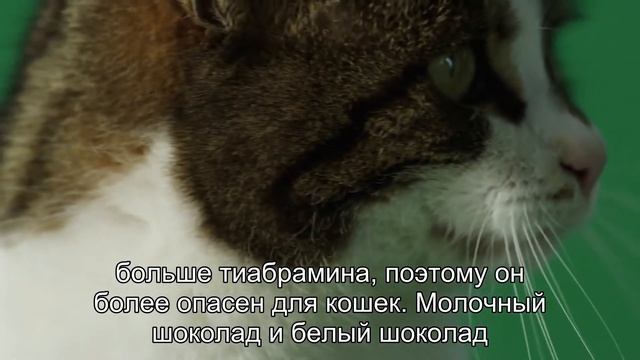 Могут ли кошки есть шоколад - последствия