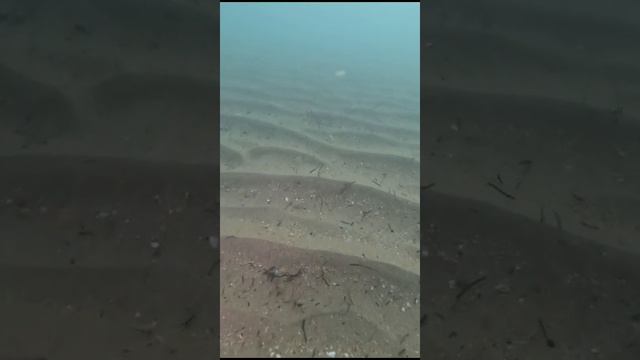 Анапа, Благовещенская, что на дне на сегодня.