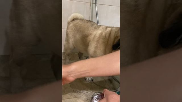 Bubiko_мопс_25г.01.29-3