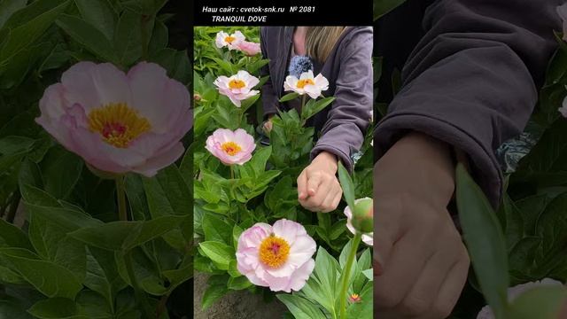 Пион Tranquil Dove. Цветение 2022 года / Сад Ворошиловой