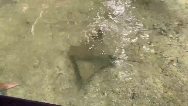 Touch A Stingray! Rays Touch Tank