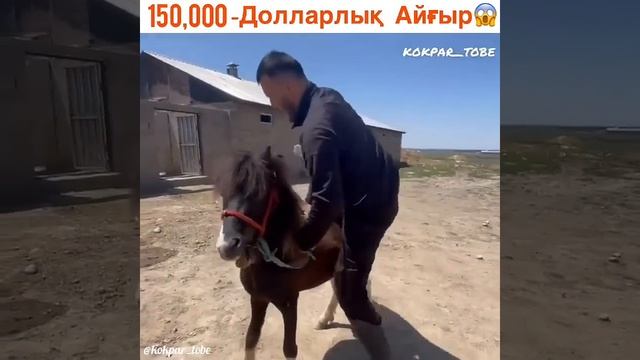 Лошадь Ат Жылкы От 🐎 😍