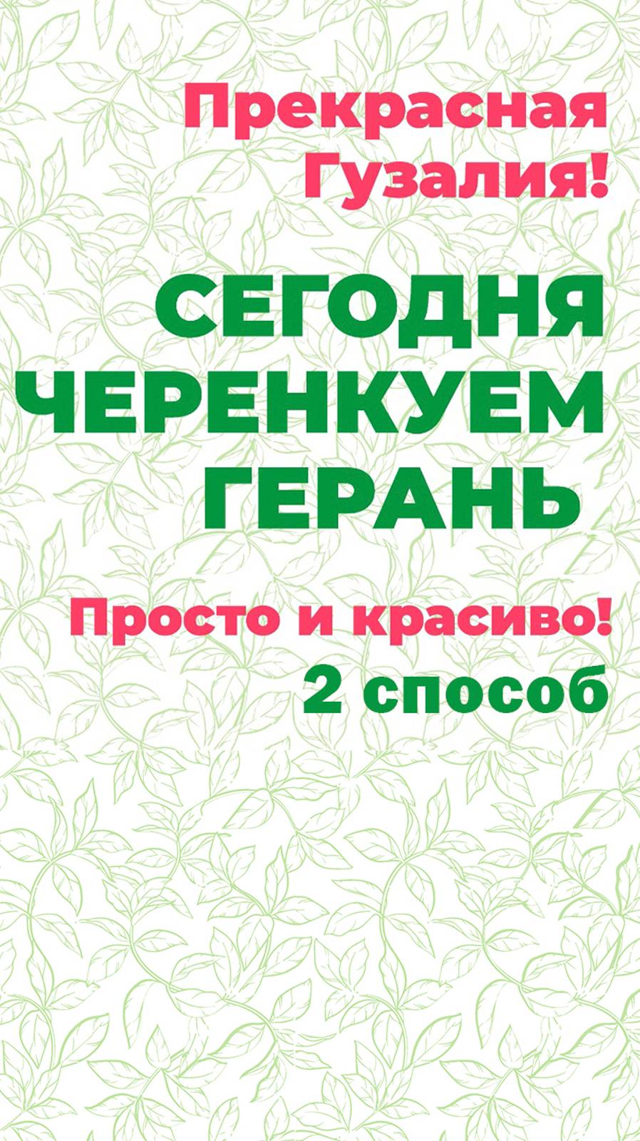 Ошибки и тайны черенкования пеларгонии! Прекрасная Гузалия