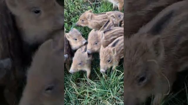 Воспитанные малыши  - кабанчики подошли поздоровались с нами.