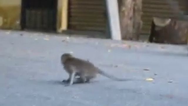 Monkey Business