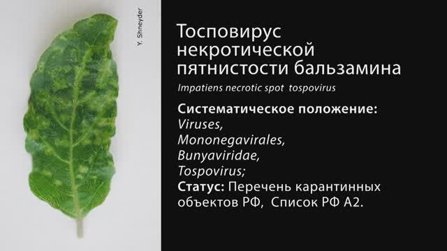 Тосповирус некротической пятнистости бальзамина