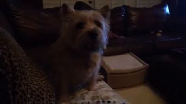 Dog Wants Popcorn