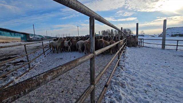 Будни В Расколе 
прокололи жеребят