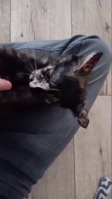 Мяу☺️❤️ (часть 2)