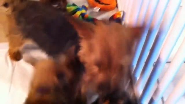 Norwich terrier puppies