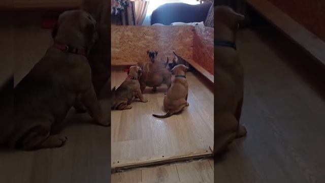 Щенки Ка де Бо (1.5 мес)📲89616562970(г.Волгоград)