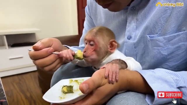 Bibi was startled ran to pick up dad on business trip #kunalcute #cutemonkey #bibimonkey