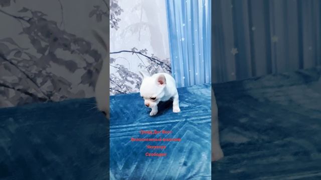 Белоснежный чихуахуа Вест