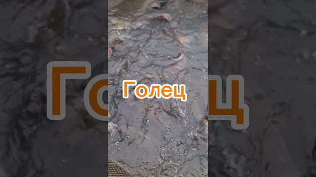 Запуск форели, палию и гольца.