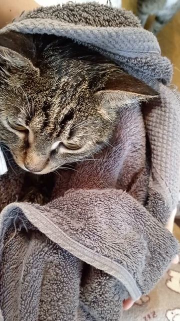 Котята. На Китайский новый год мы ходим в ванну. Это сестрёнка Огонёк. Греемся.